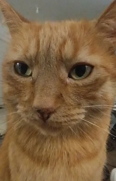 My dumb cat
