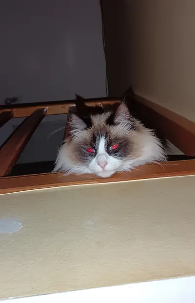 My evil cat
