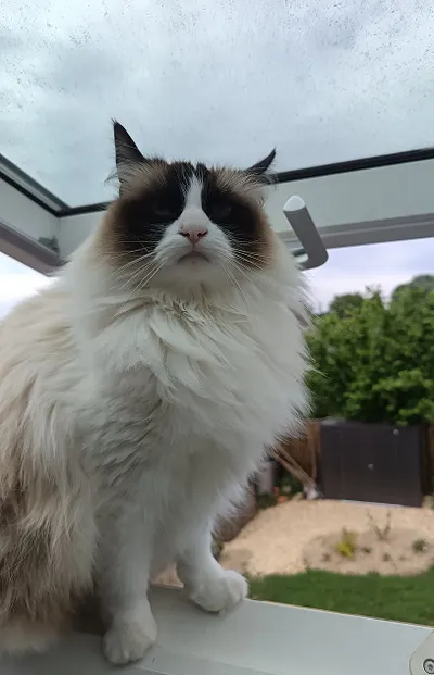 My cat looking like Batman